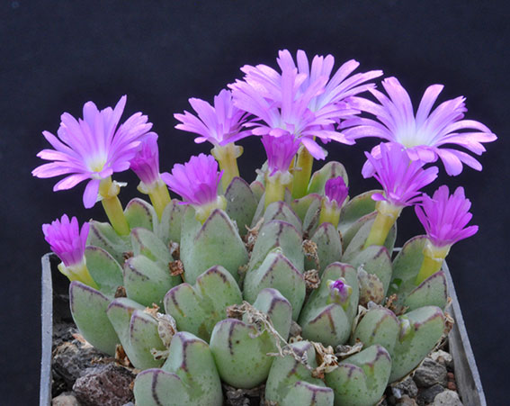 Conophytum bicarinatum
